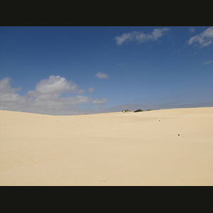 Canaries