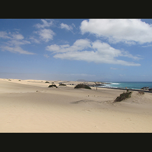 Canaries