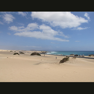 Canaries