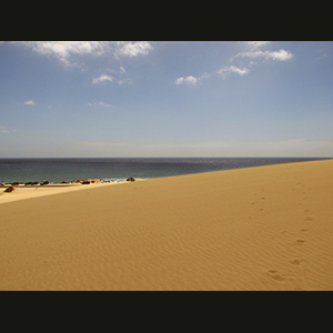 Canaries