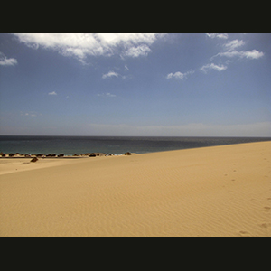 Canaries