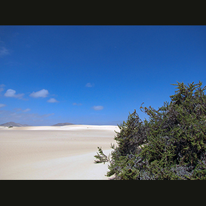 Canaries