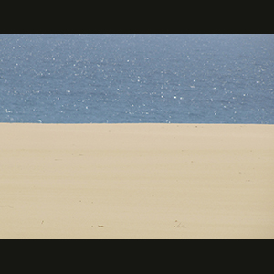Canaries