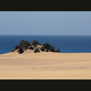 Canaries