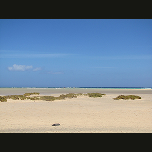 Canaries
