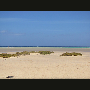 Canaries