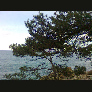 Calella de Palafrugell
