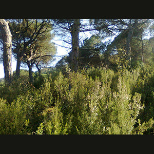 Parc del Corredor