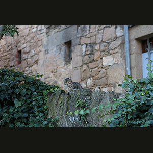 Talamanca