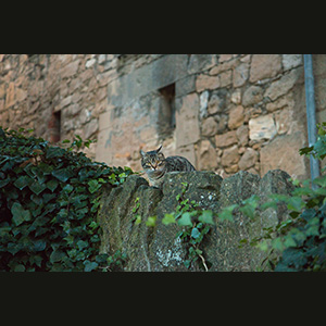 Talamanca