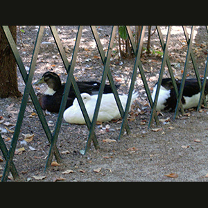 Aranjuez