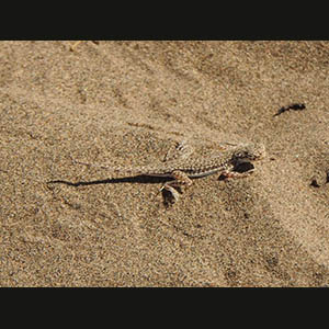 Khiva - Lizard