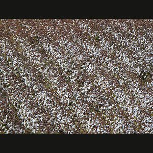 Khiva - Cotton field