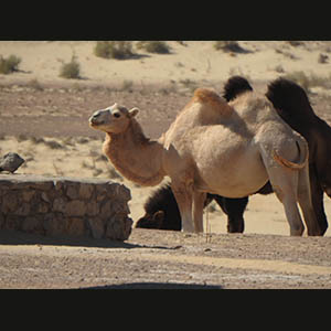 Khiva - Elliq-Qala Fortresses