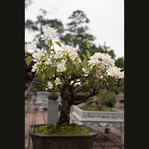 Hue - Thien Mu Pagoda